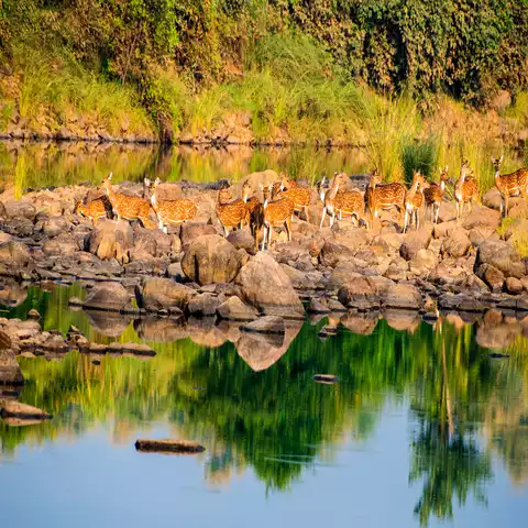 Boat Safari on Ken River, Panna National Park