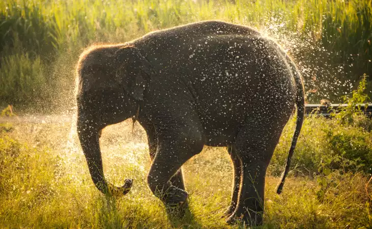 Elephant Sanctuary
