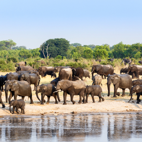 Hwange 