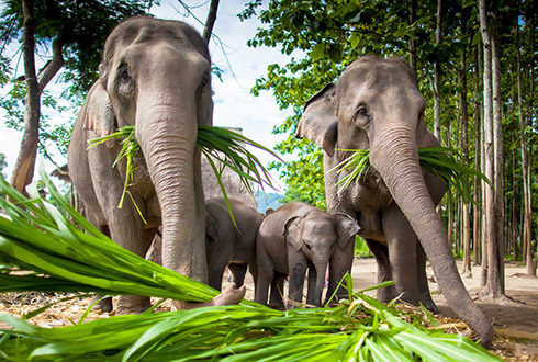 Thailand & Laos Adventure